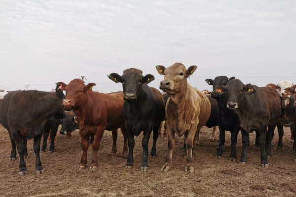livestock (1)