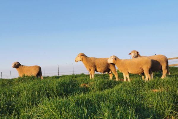 livestock (2)