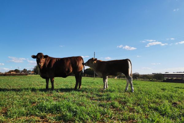 livestock (3)