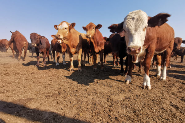 livestock (4)