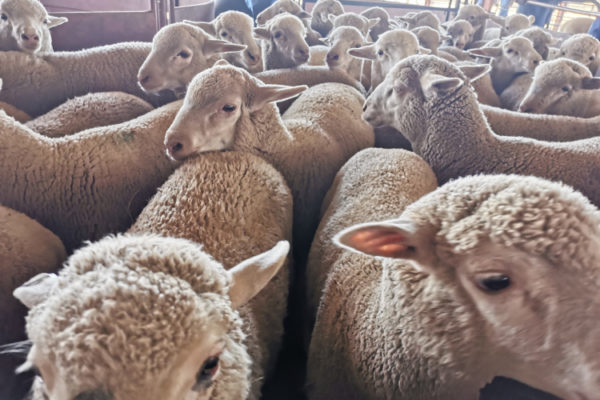 livestock (5)