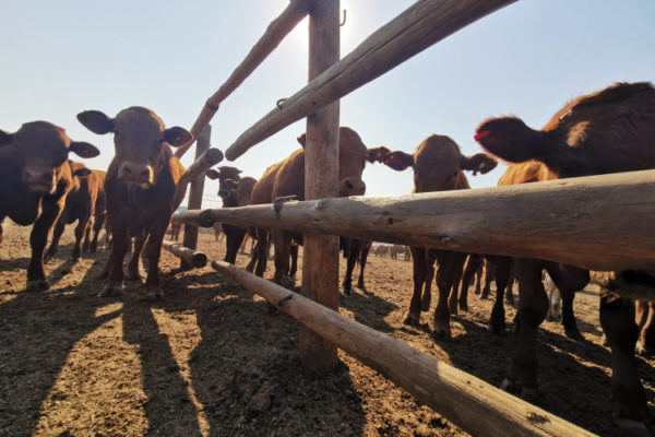 livestock (6)