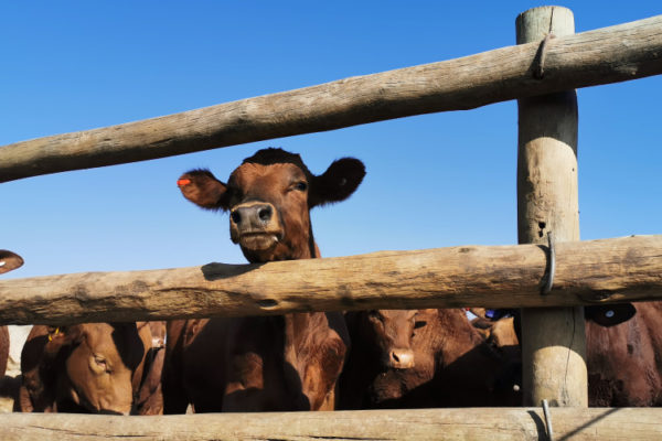 livestock (7)